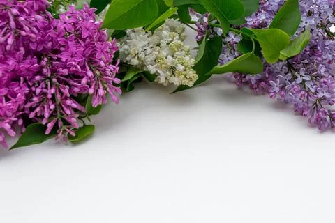 Lilac on white background Stock Photos