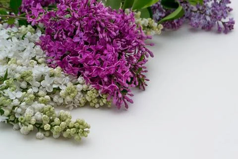 Lilac on white background Stock Photos