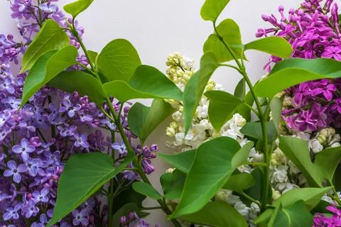 Lilac on white background Stock Photos