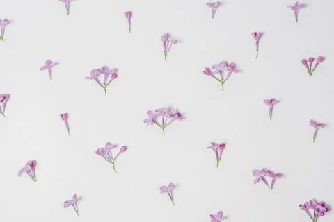 Lilac on a white background. Space for text. Lilac petals. Spring flowers. Pa Stock Photos
