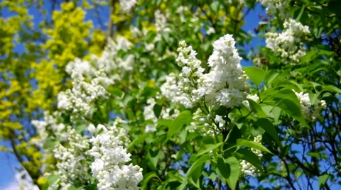 Lilac in white Stock Footage 58493471