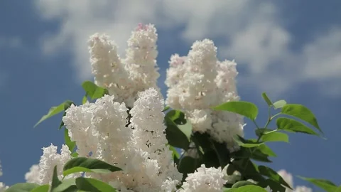 Lilac white Stock Footage 286088184