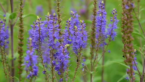 Lilac wildflowers Stock Footage 116021852