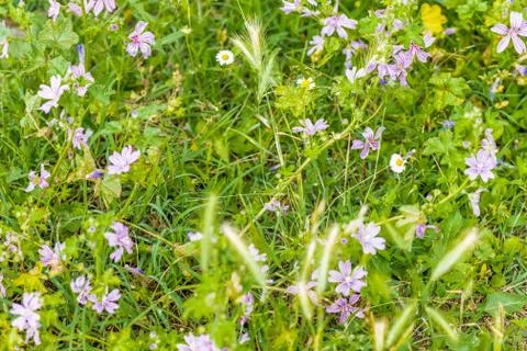 Lilac wildflowers Stock Photos