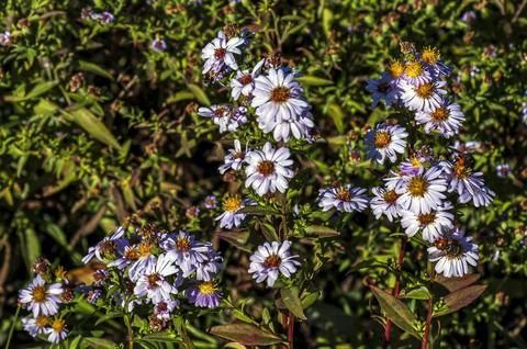 Lilac Willowleaf Aster Flowers with Pollinating Insects in Autumn Foto stock