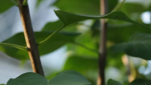 Lilac wood Stock Footage 8653109