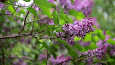Lilac2 Stock Footage 147149009