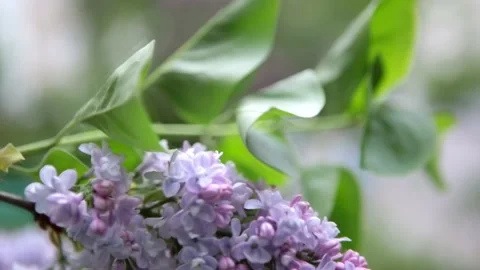 Lilac3 Stock Footage 147149008
