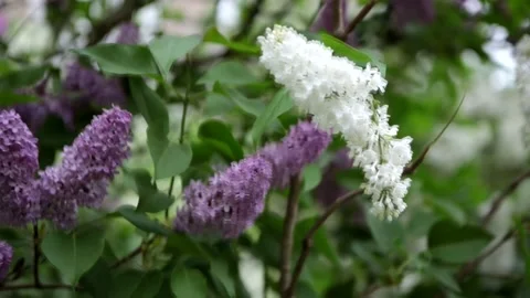 Lilac4 Stock Footage 147149006