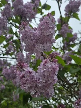 Lilac_1 Stock Photos