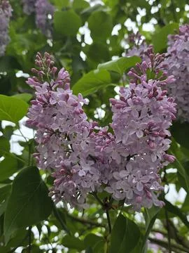 Lilac_2 Stock Photos