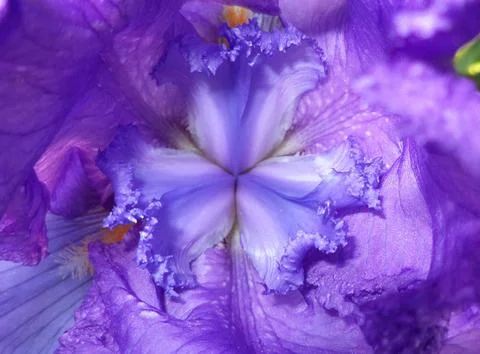 Lilac_iris_flower_background Stock Photos