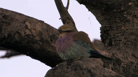 Lilacbreasted Roller Bird Video stock 6062783