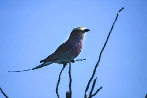 Lilacbreasted Roller Stock Photos