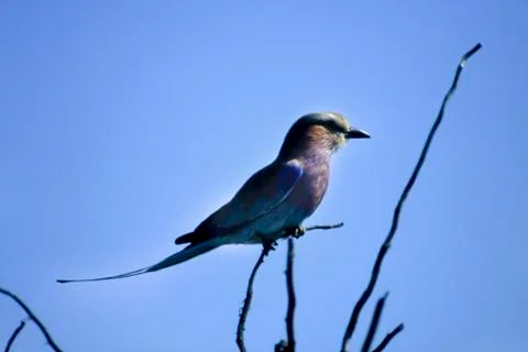 Lilacbreasted Roller Stock Photos