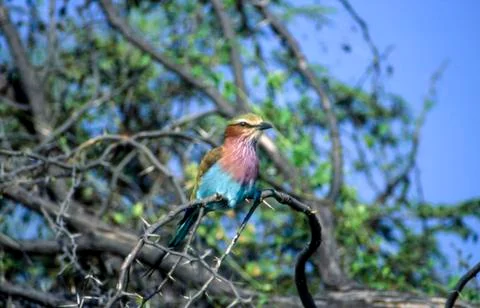 Lilacbreasted Roller Stock Photos