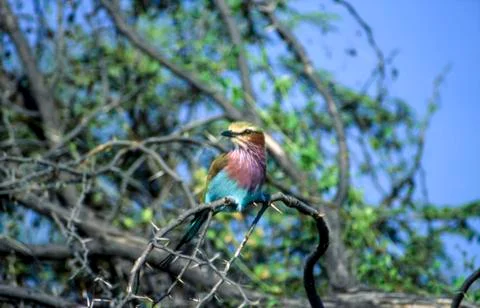 Lilacbreasted Roller Stock Photos
