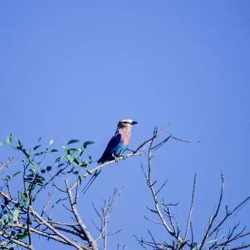 Lilacbreasted Roller Stock Photos