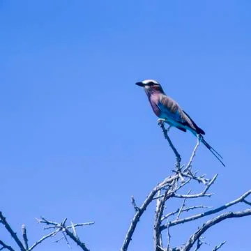 Lilacbreasted Roller Stock Photos