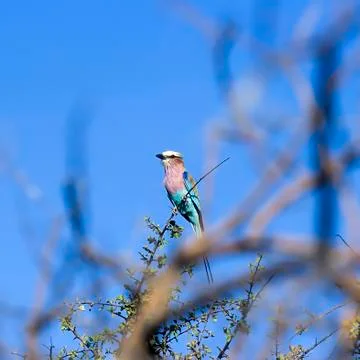 Lilacbreasted Roller Stock Photos