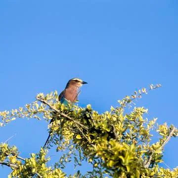 Lilacbreasted Roller Stock Photos