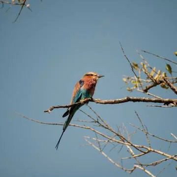 Lilacbreasted Roller Stock Photos