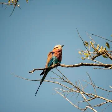 Lilacbreasted Roller Stock Photos