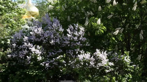 Lilac&amp;chestnut Stock Footage 5298265