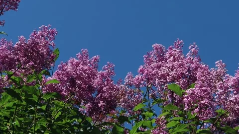 Lilacs against a blue sky. Stock Footage 230952698