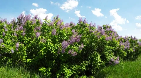 Lilacs against the sky Stock Footage 52131571