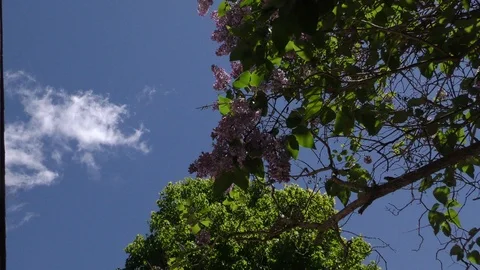 Lilacs and maple tree Stock Footage 109232559