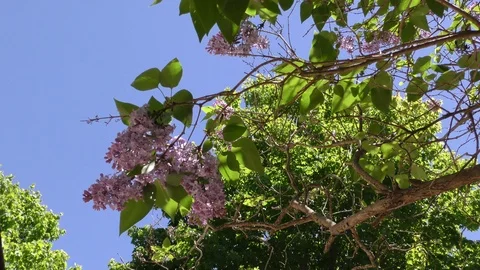 Lilacs and maple tree Stock Footage 109233245