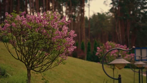 The lilacs are in bloom Stock Footage 243278884