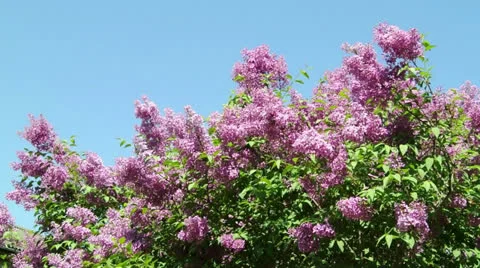 Lilacs bloom Stock Footage 23732120