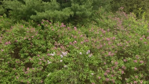 Lilacs in Bloom Stock Footage 233129041