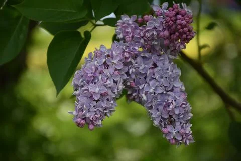 Lilacs in bloom in spring Stock Photos