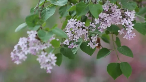 Lilacs blooming in the breeze Video stock 74463680