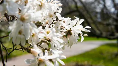 Lilacs Blooming on a Tree Stock Photos