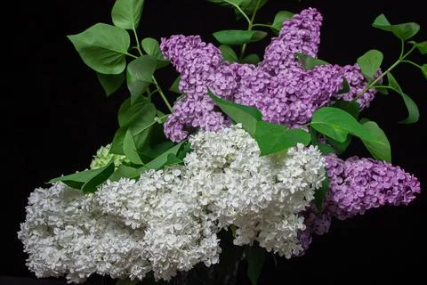 Lilacs of different varieties on a black background. Spring flowers. Stock Photos