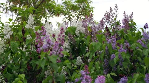 Lilacs Stock Footage 10947740