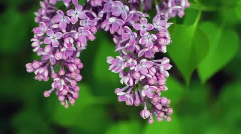 Lilacs Stock Footage 10947747