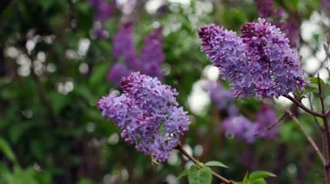 Lilacs Stock Footage 10953136
