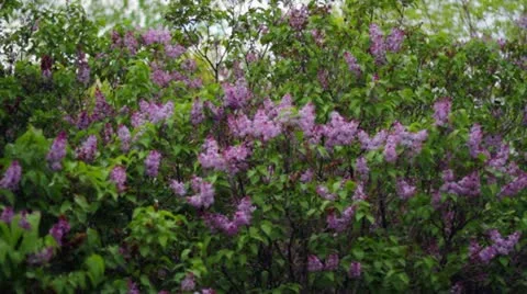 Lilacs Stock Footage 10953146
