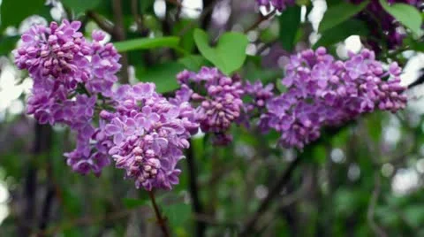 Lilacs Stock Footage 10953574