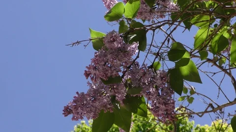 Lilacs Stock Footage 109233014