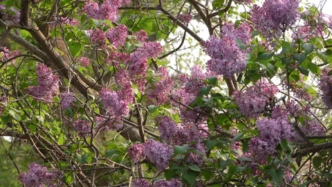 Lilacs Stock Footage 109233269