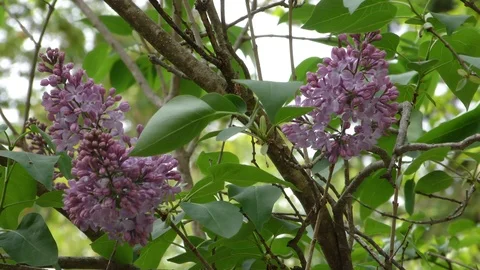 Lilacs Stock Footage 109233496
