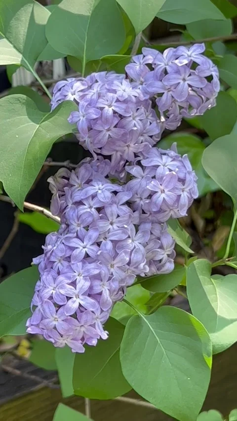 LIlacs in the garden with leaves Stock Footage 242513566