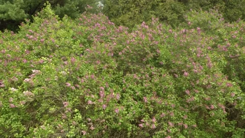 Lilacs go left Stock Footage 233129028