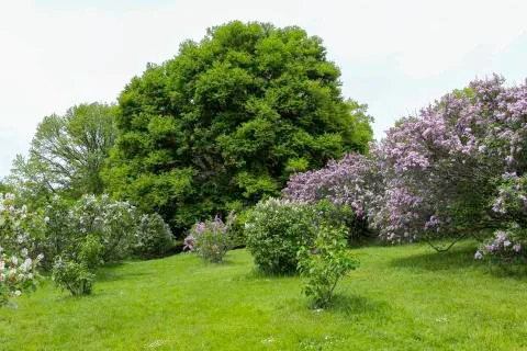 Lilacs on a hillside Stock Photos